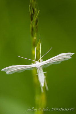 Le Ptérophore blanc - Pterophorus pentadactyla (37 St Épain 2010-05)