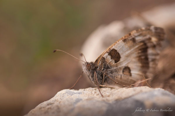 Papillon de jour (37 St Épain 2009-08)