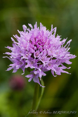 TRAUNSTEINERA globosa - orchis globuleux - orchidée en cours d'identification