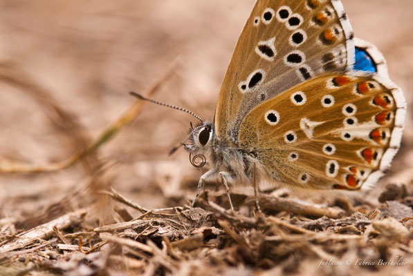 Papillon 'Azuré' (37 St Épain 2009-08)