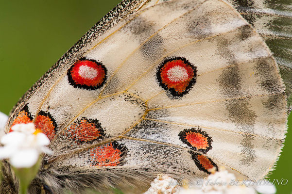 Papillon 'Apollon' détail (65 Cirque de Gavarnie 2013-08)