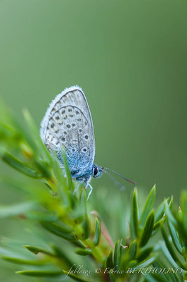 Papillon 'Azuré' (65 Cirque Estaubé 2013-08)