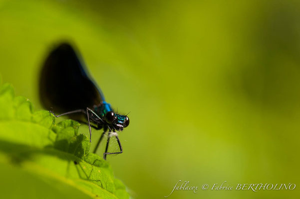 Calopteryx splendens - libellule bleu (37 St Épain 2009-08)