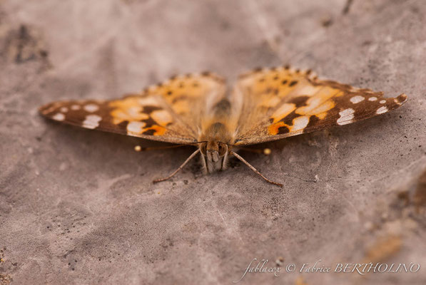 en cours d'identification (papillon de jour)