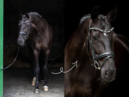 Fotoshooting Set-up Beispiel und fertig bearbeitetes Bild: Ein Pferd steht im Stalleingang mit schwarzem Hintergrund.