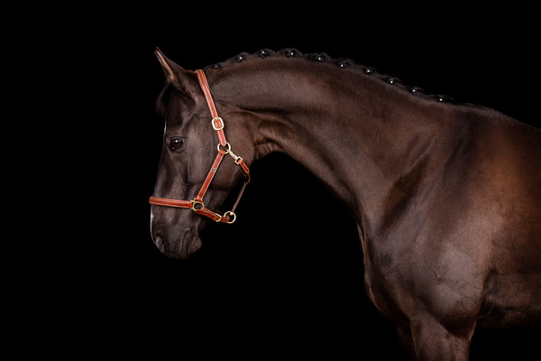 Portrait eines dunkelbraunen Pferdes vor schwarzem Hintergrund.