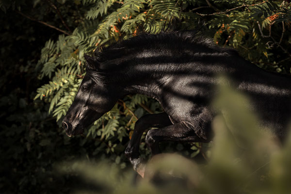 Nahaufnahme eines springenden schwarzen Ponys mit künstlerischen Schatten.