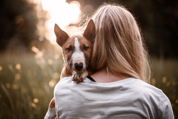 Ein Hund (Mini Bullterrier)  schaut über die Schulter einer Frau.