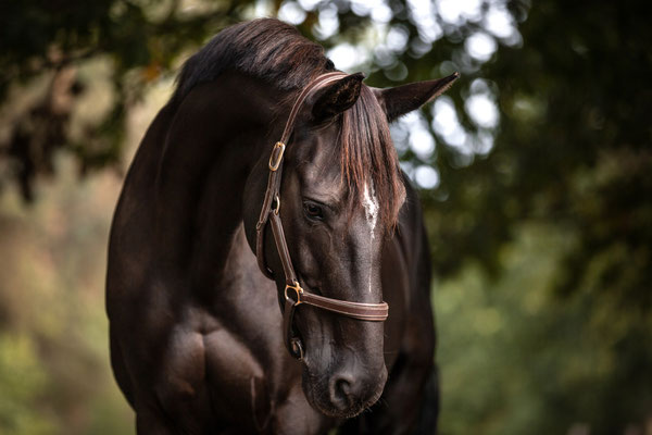 Portrait eines braunen Pferdes.
