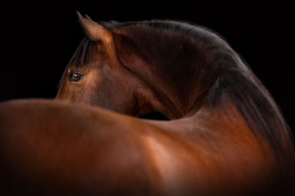 Ein spanisches Pferd über den Rücken fotografiert vor schwarzem Hintergrund.