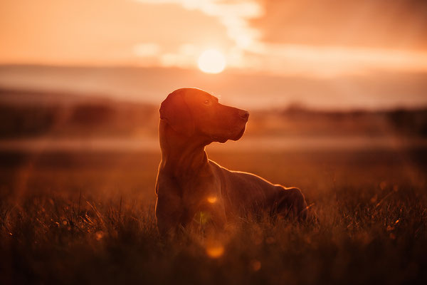 Ein Vizla liegt auf einer Wiese im Sonnenuntergang.