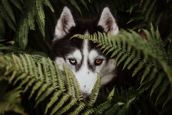 Ein Hund mit versiedenfarbenen Augen schaut aus dem Farn heraus.