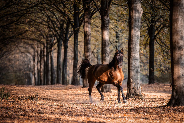 Ein Pony trabt durch eine Baumallee.