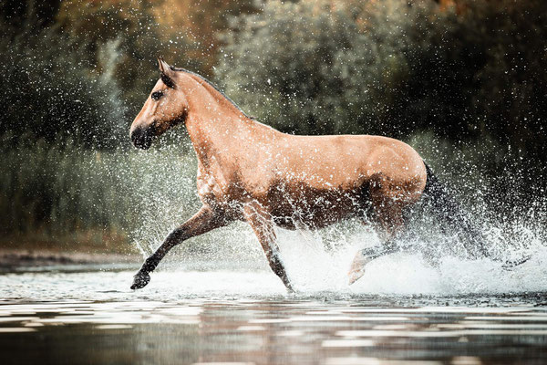 Ein spanisches Pferd trabt über Wasser.