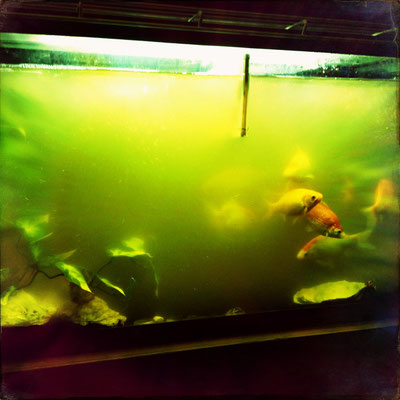 Sam's Fish Tank, SF (March 2014)