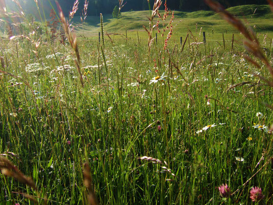 Bergwiesenblumen – Ferienwohnungen Lingenhöl