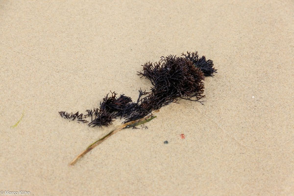 Ein Blumenstrauß am Strand