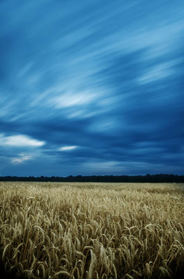 Windfield