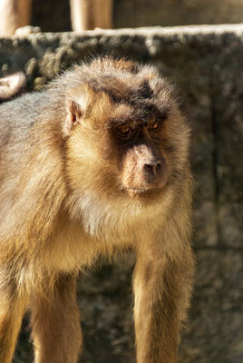 Ape