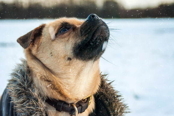 Snowdog