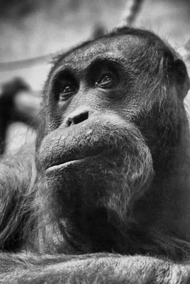 Orang Utan