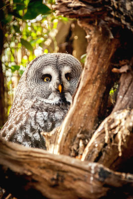 Owl