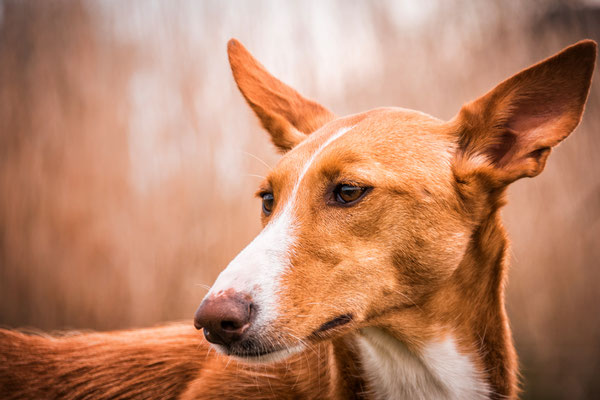 Akela