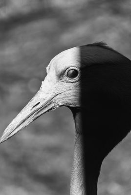 Shadow Bird
