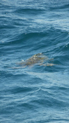 Galapagos Wasserschildkröte