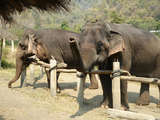 Elephant Sanctuary nahe Chiang Mai