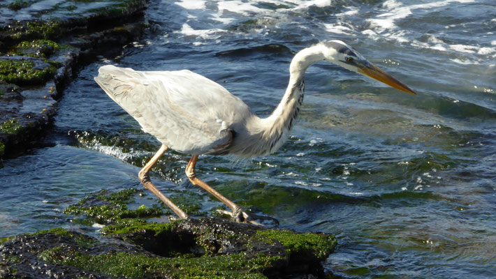 Galapagos Reiher
