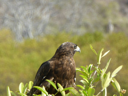 Galapagos Bussard