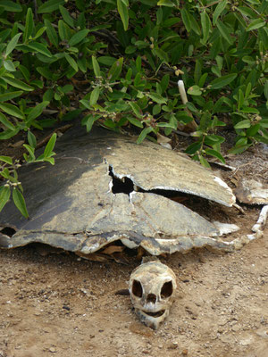 Ende einer Riesenschildkröte