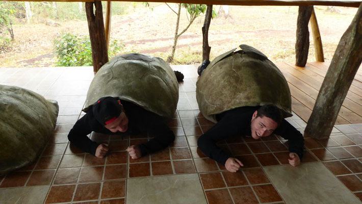 Galapagos Riesenschildkröten