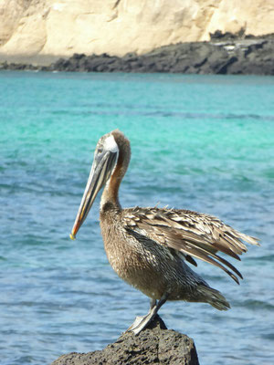 Galapagos Pelikan