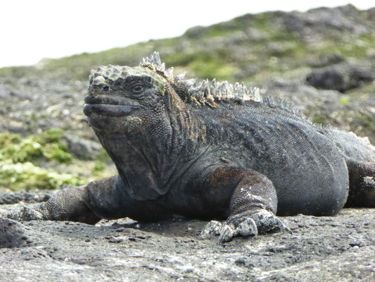 Wasserleguan