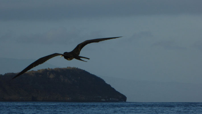 Fregattvogel