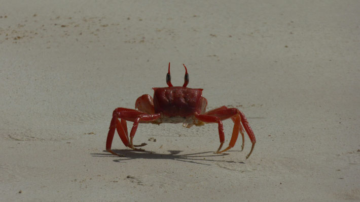 Galapagos Krabbe