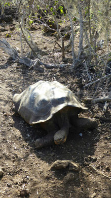 Riesenschildkröte auf San Cristobal
