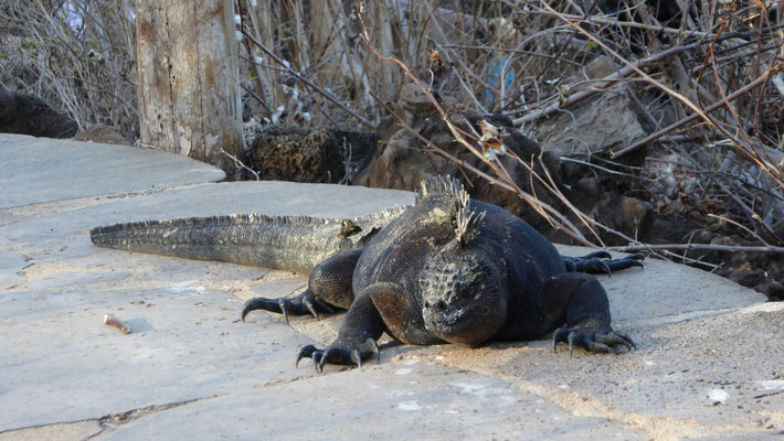 Marine Leguan
