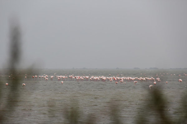 Camargue, Flamingos