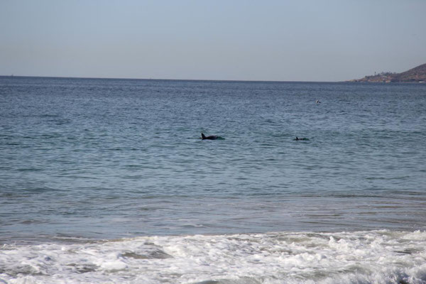 Malibu, Zuma Beach, Wale