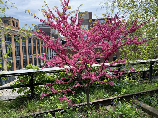 High Line Park, New York, USA