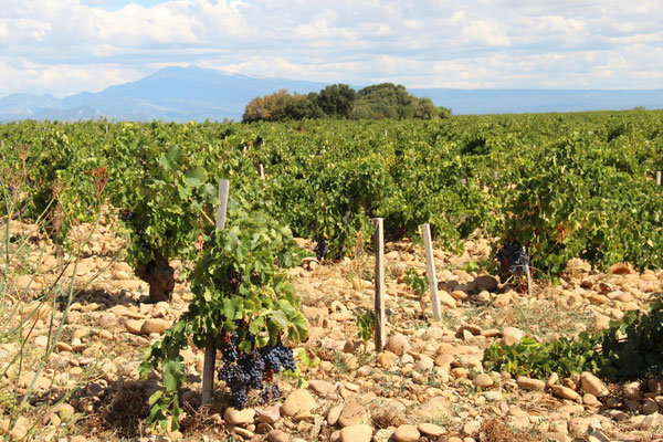 Châteauneuf-du-Pape, Weinort