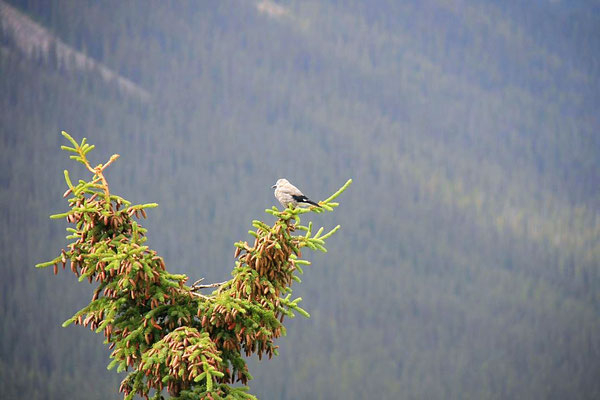 Landschaft, Jasper National Park, Kanada