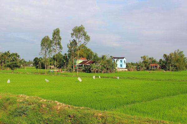 Reisfeld, Vietnam