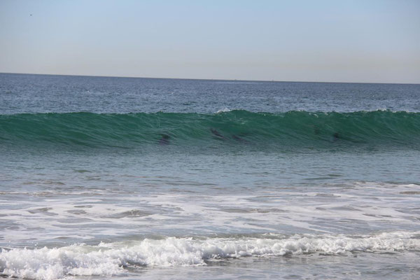 Malibu, Zuma Beach, Wale