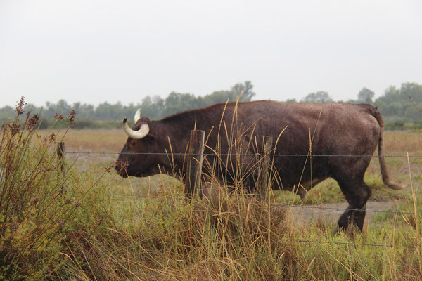 Camargue