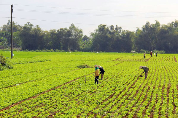 Reisfeld, Vietnam