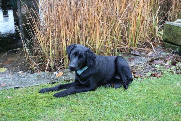 Unser Hund ELSA